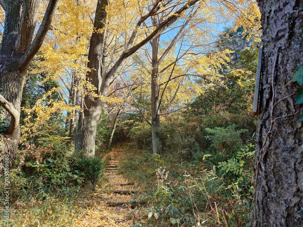 beautiful path in a forest