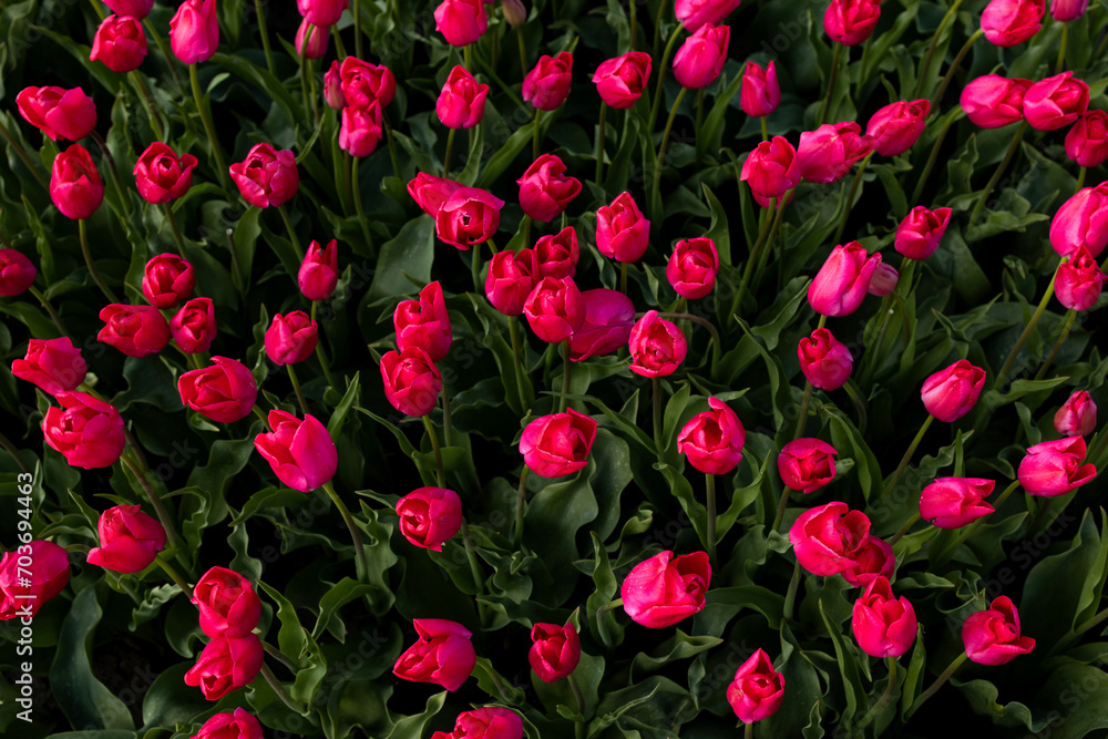 Field of blooming red tall tulips close-up, flat lay Field of blooming red tall tulips close-up, flat lay