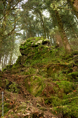 A large boulder on a rock covered with moss and climbing plants in a pine forest