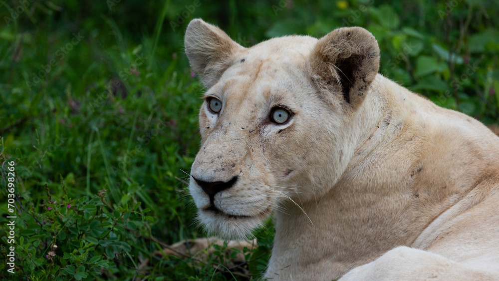 a white lioness in Kruger National Park a white lioness in Kruger National Park
