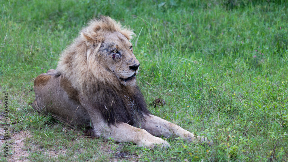 A male lion - battered and bruised A male lion - battered and bruised