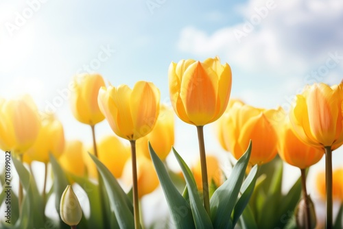 Spring background flowers tulips