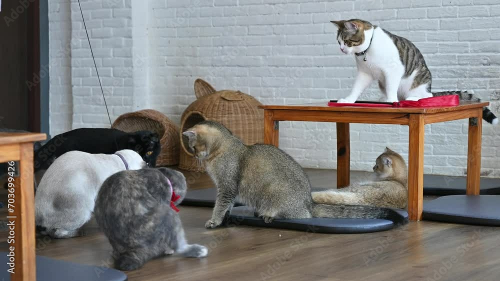 Vidéo Stock Group of cats living in cat cafe. Cat cafe are a type of
