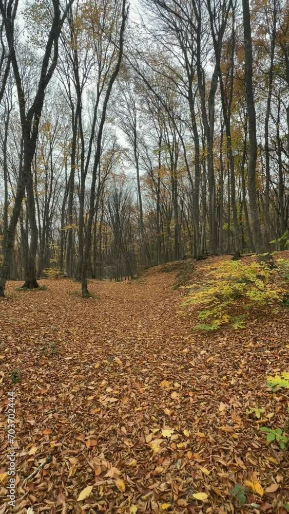 Falling leaves in the park. Bright gold autumn time. Falling leaves in the park. Bright gold autumn time.