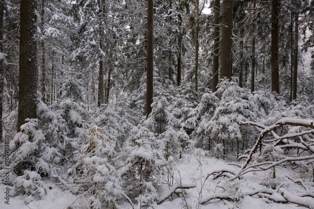 Wintertime landscape of snowy coniferous tree stand Wintertime landscape of snowy coniferous tree stand