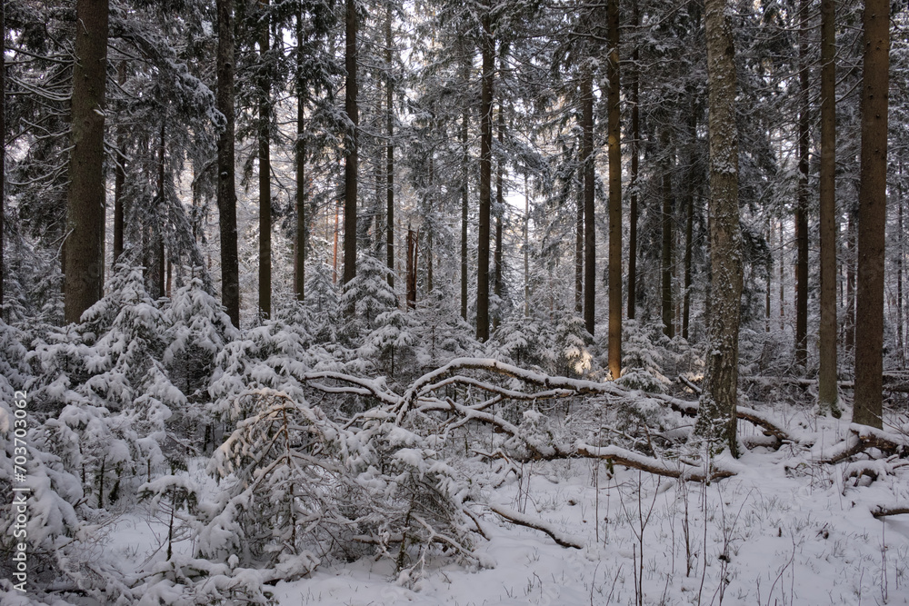Fototapeta premium Wintertime landscape of snowy coniferous tree stand