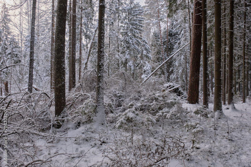 Fototapeta premium Wintertime landscape of snowy coniferous tree stand