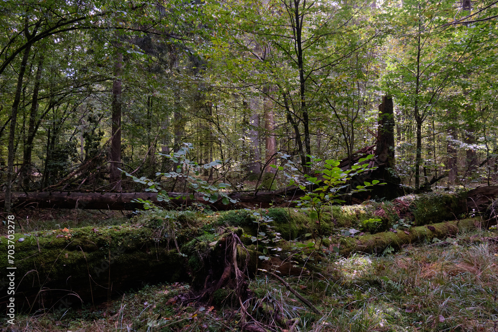 Broken old Norwegian spruce(Picea abies) in autumn Broken old Norwegian spruce(Picea abies) in autumn