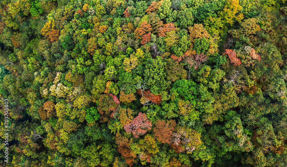 Autumn Tones of Aerial top view forest tree, Rainforest ecosystem and healthy environment concept and background, Texture of green tree forest view from above. Autumn Tones of Aerial top view forest tree, Rainforest ecosystem and healthy environment concept and background, Texture of green tree forest view from above.