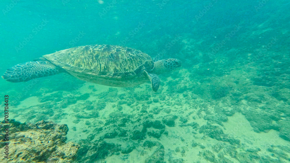 Obraz premium wild turtle in Sri lanka