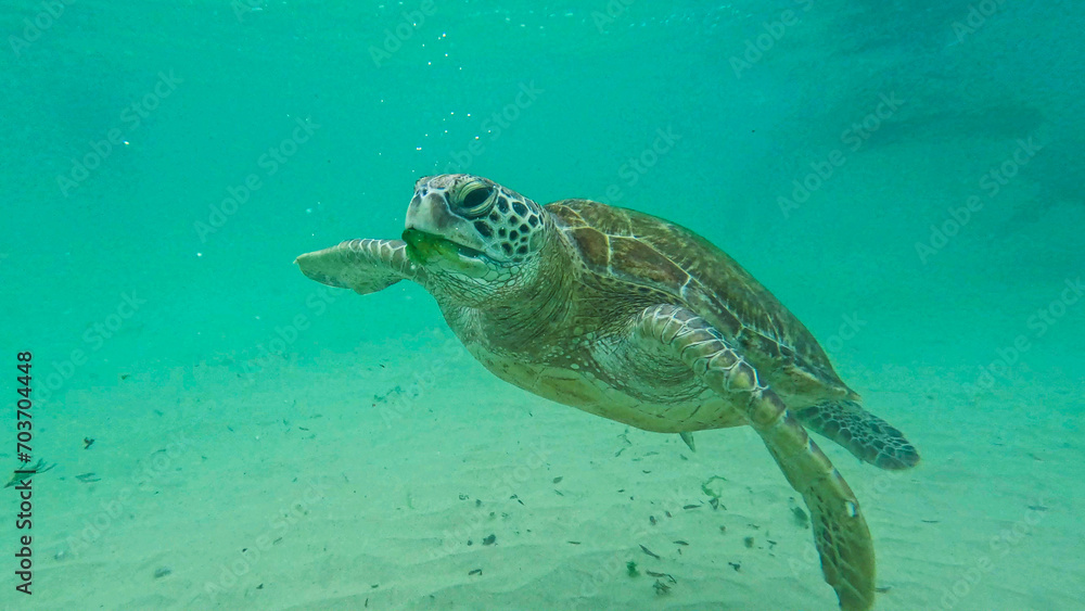 Obraz premium wild turtle in Sri lanka