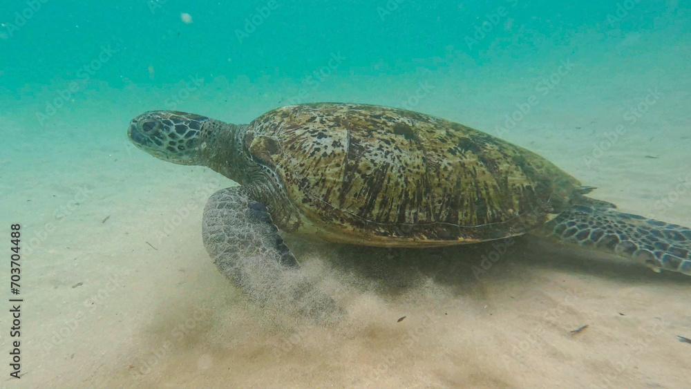 Obraz premium wild turtle in Sri lanka