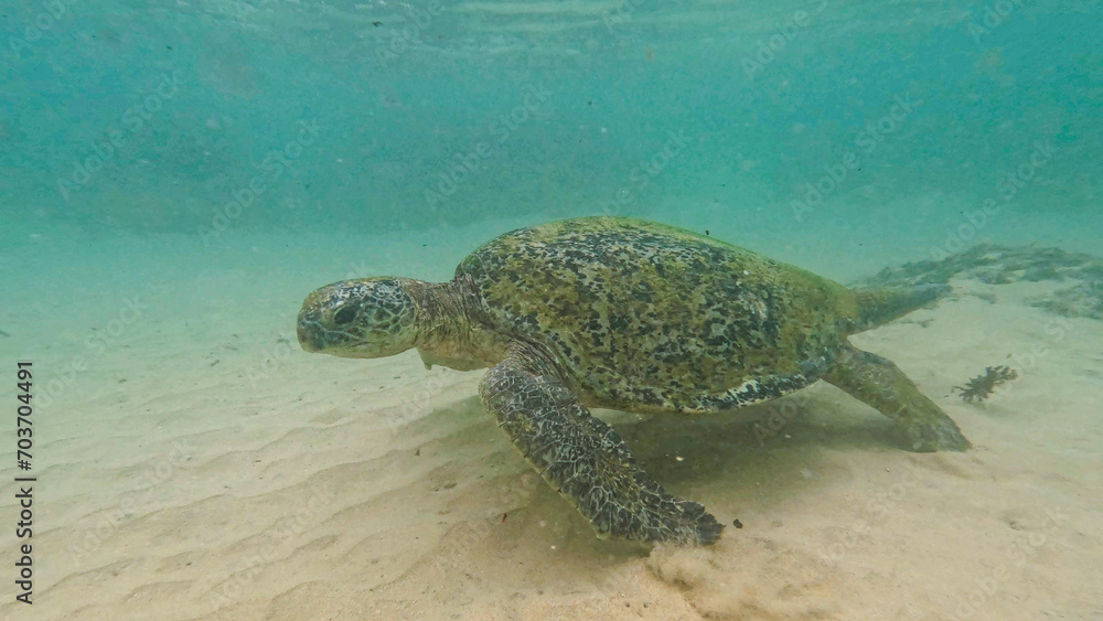 Obraz premium wild turtle in Sri lanka