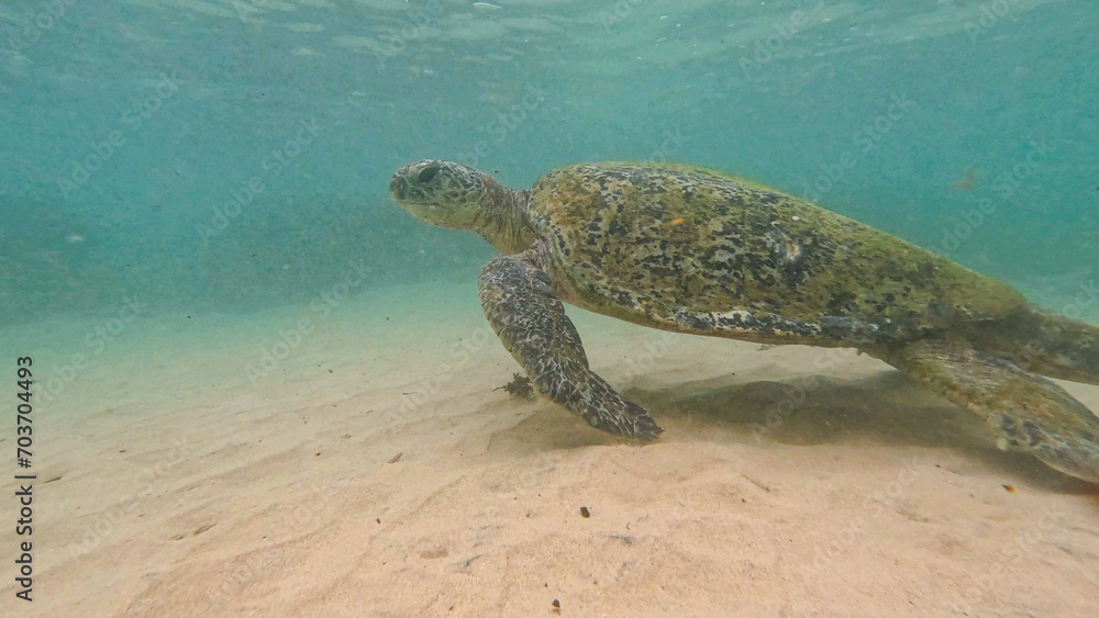 Obraz premium wild turtle in Sri lanka