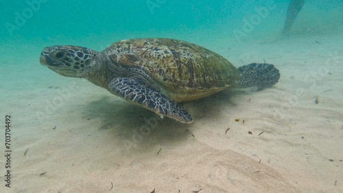 wild turtle in Sri lanka