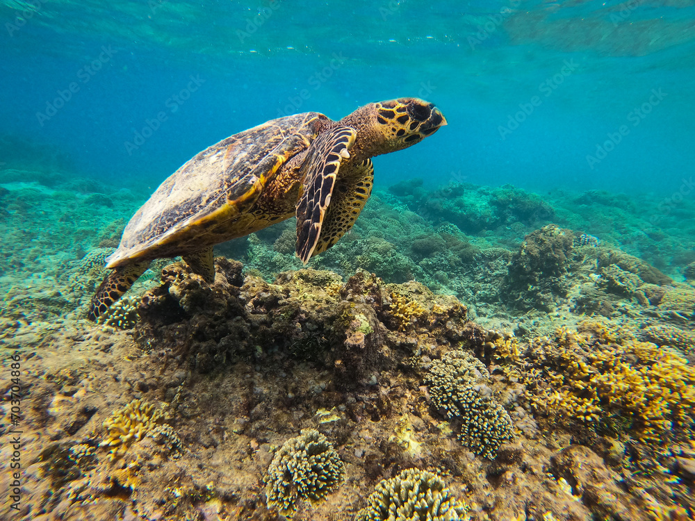 Fototapeta premium A sea turtle from the coral reef near Gili Meno, Indonesia