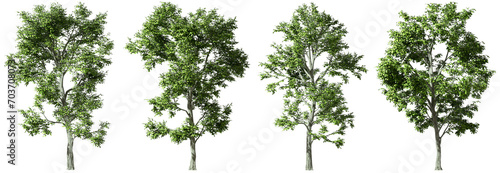 Large woods trees standing growth collections isolated on transparent backgrounds 3d rendering png photo