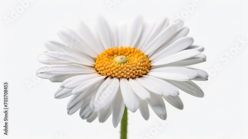 Daisy isolated on white background. Generative AI.