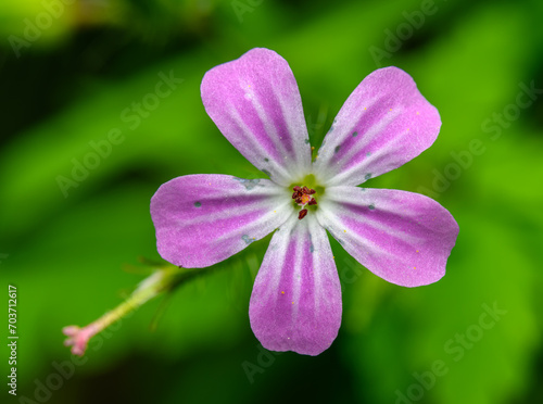 pink flower of Geranium robertianum known as herb-Robert, red robin, death come quickly, stinking Bob, squinter-pip, crow's foot, or fox or Roberts geranium