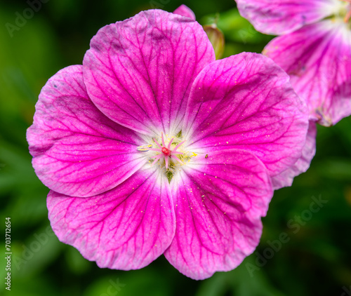 pink flower of bloody crane's-bill (or bloody geranium) (Geranium sanguineum)