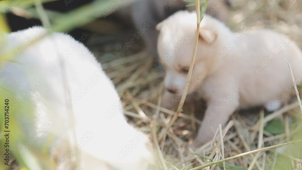 There are many puppies in the forest There are many puppies in the forest