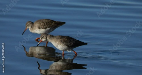 Common redshank redshank, the Camargue, France