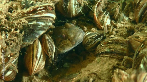 Alien species: The goby has made its burrow among the shells of Zebra Mussel (Dreissena polymorpha), close-up. photo