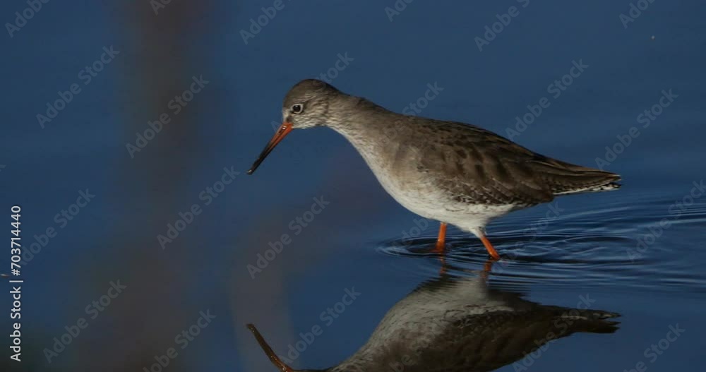 Common redshank redshank, the Camargue, France Common redshank redshank, the Camargue, France