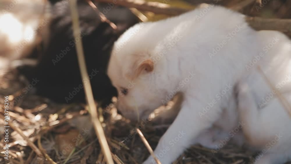 There are many puppies in the forest There are many puppies in the forest