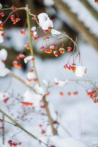 winter garden with snowy plants