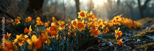 Amazing Yellow Daffodils Flower Field Morning, Banner Image For Website, Background, Desktop Wallpaper
