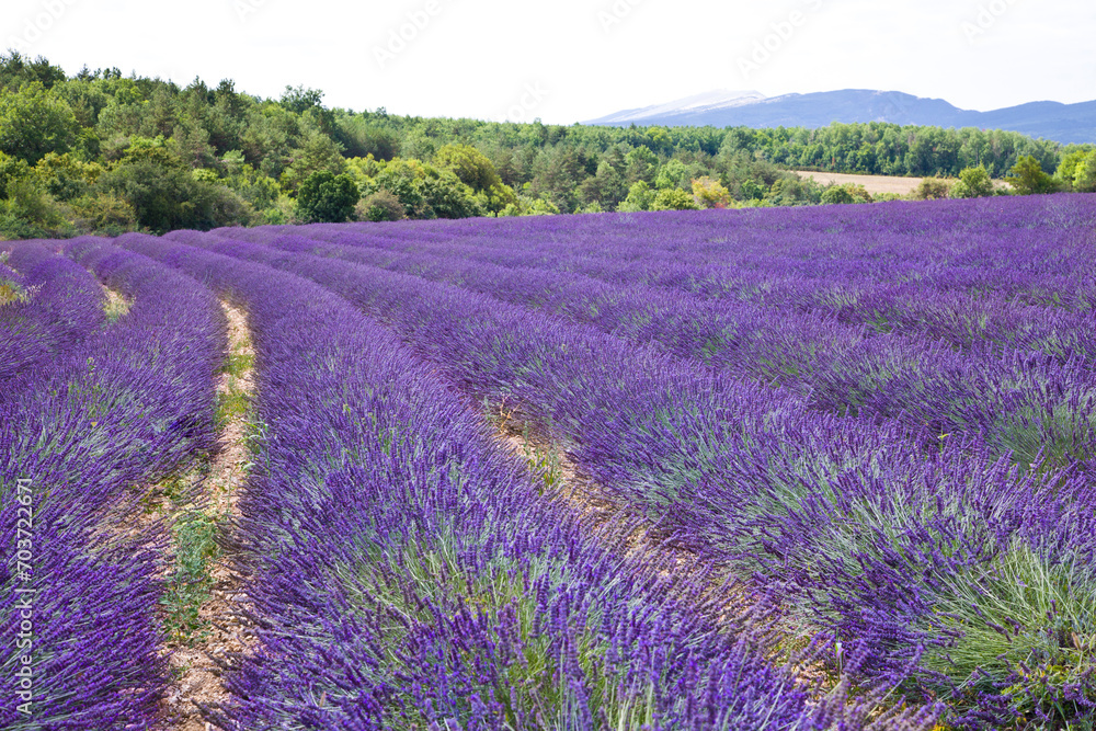 Aerial views of farms and lavender fields in Provence, near Sault, France.