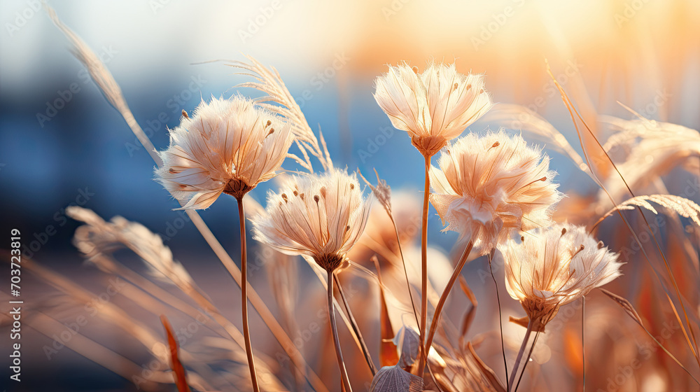 A close up of some white flowers, depicts a detailed view of delicate white blooms. Ideal for nature-themed designs,Soft gently wind grass flowers in aesthetic nature of early morning