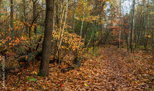 Forest decorated with autumn colors. Walking outdoors.