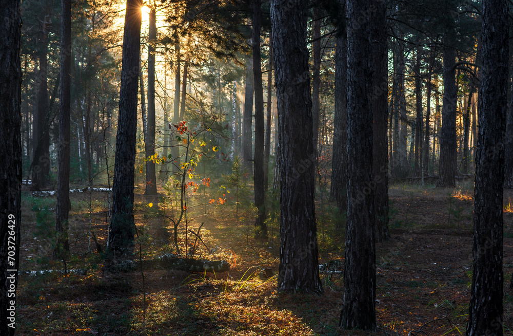 Obraz premium The sun's rays break through the tree branches. Morning in the forest or park. Walking outdoors.