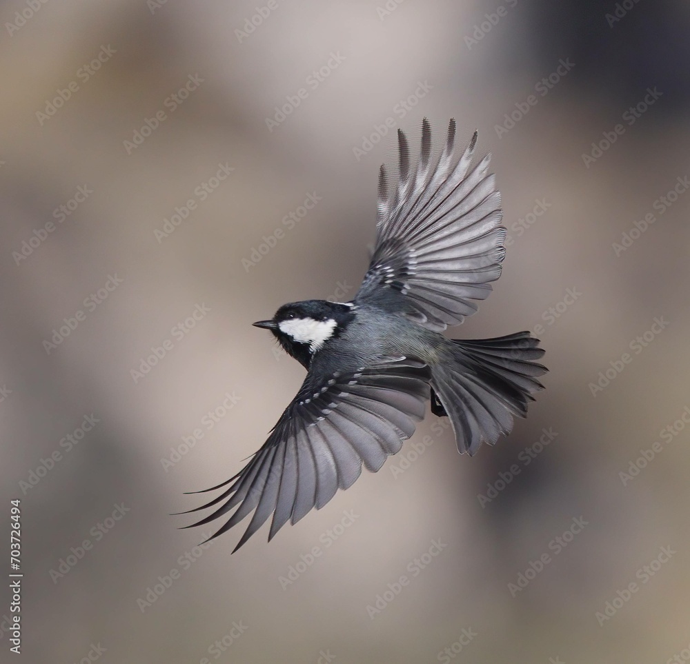 Capturing the Coal Tit in flight, this image showcases the grace and agility of the smallest tit species. Capturing the Coal Tit in flight, this image showcases the grace and agility of the smallest tit species.