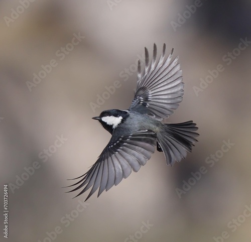 Capturing the Coal Tit in flight, this image showcases the grace and agility of the smallest tit species.  © Peter