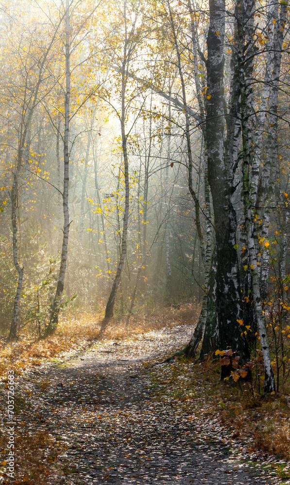 The sun's rays break through the tree branches. Morning in the forest or park. Walking outdoors. The sun's rays break through the tree branches. Morning in the forest or park. Walking outdoors.