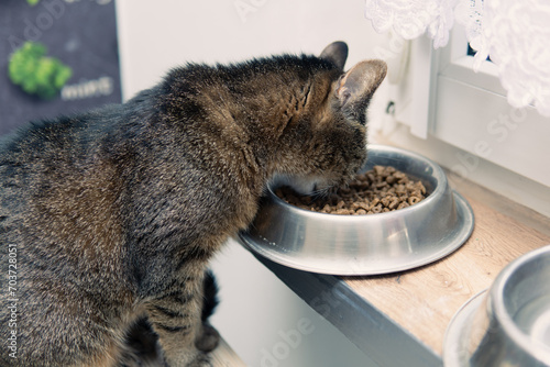 Close-up of a cat eating food from a bowl