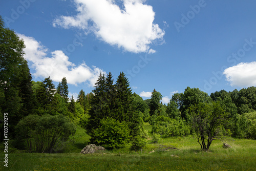 Grass field and trees in the mountain © rninov