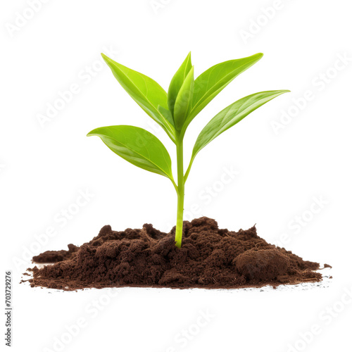 young green plant in isolate on transparency background png  photo