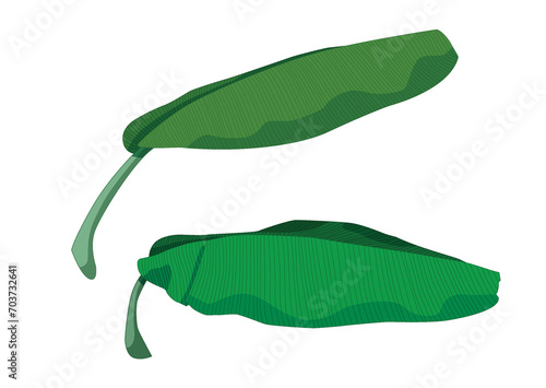 Green banana leaf fresh on white background illustration vector
