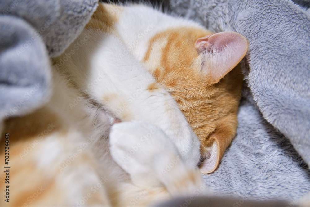 顔を隠しながら寝る猫