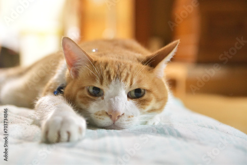 布団の上でリラックスする猫
