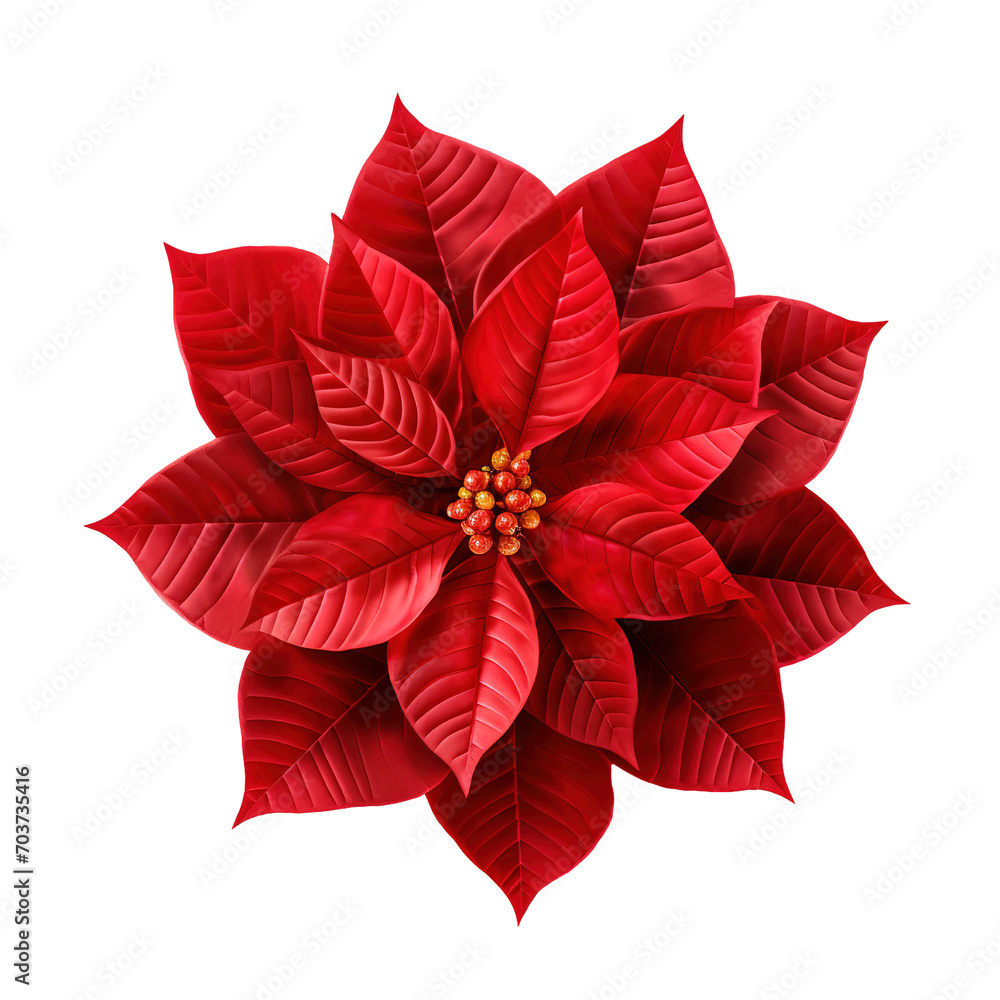 Red poinsettia Isolated on transparent background Red poinsettia Isolated on transparent background