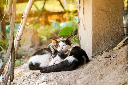 Two cats cuddling sleeping in the sunlight together for keep body warm in winter © Wachira