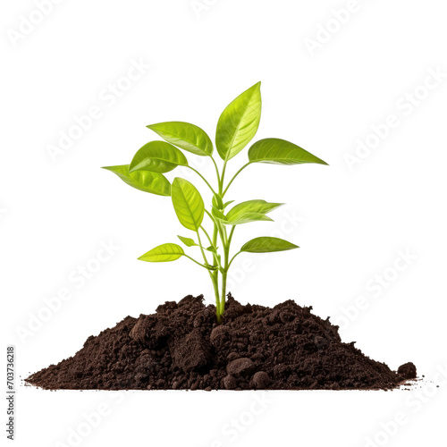 Young green plant in soil isolate on transparency background png 