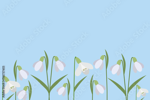 Background of snowdrops. The first spring flowers. Delicate snowdrop flowers for your design.Vector 
