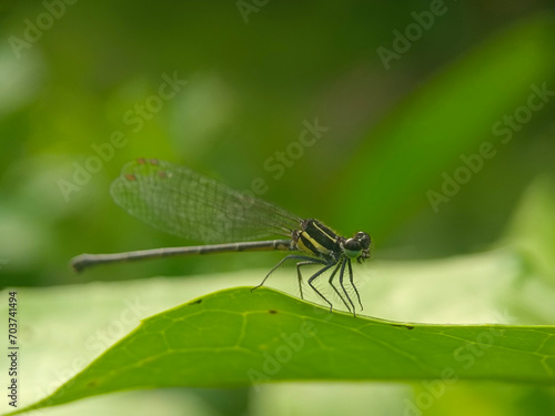 dragonfly, insect, nature, macro, damselfly, animal, green, bug, wings, fly, wildlife, closeup, insects, summer, wing, fauna, grass, leaf, close-up, red, plant, wild, eyes