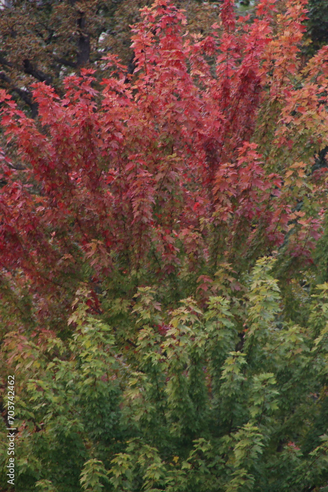 Autumn day in the park